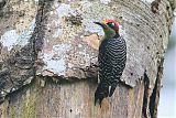 Black-cheeked Woodpecker